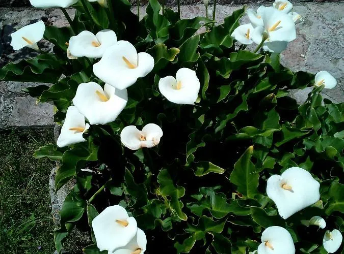 Ribera Del Sella Appartement Onís